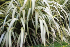 Phormium tenax