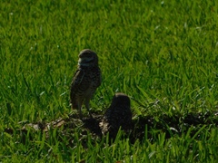 Athene cunicularia floridana