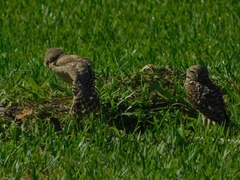 Athene cunicularia floridana