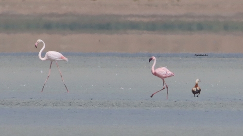 iNaturalist image