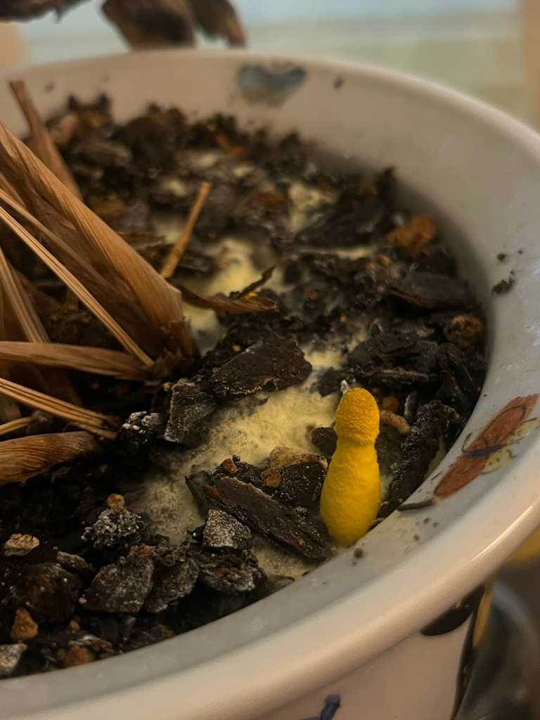 flowerpot parasol · July 2026 · photo: Photo: (c) Sierra Weir, some rights reserved (CC BY) · iNaturalist