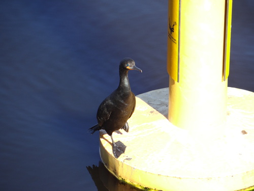 iNaturalist: (c) dupreezf, some rights reserved (CC BY-NC) iNaturalist image