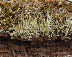 Cladonia subulata