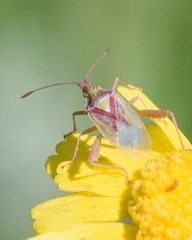 Harmostes reflexulus