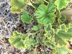Pelargonium