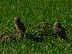 Athene cunicularia floridana
