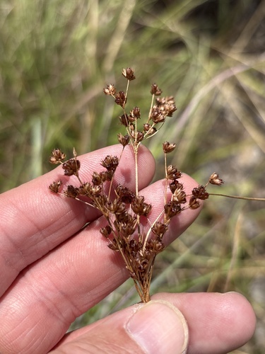 Juncus marginatus, photograph 5