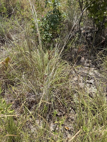 Juncus marginatus, photograph 6