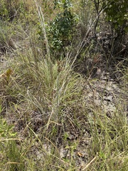 Juncus marginatus, photograph (c) Sam Kieschnick, some rights reserved (CC BY)
