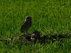 Athene cunicularia floridana