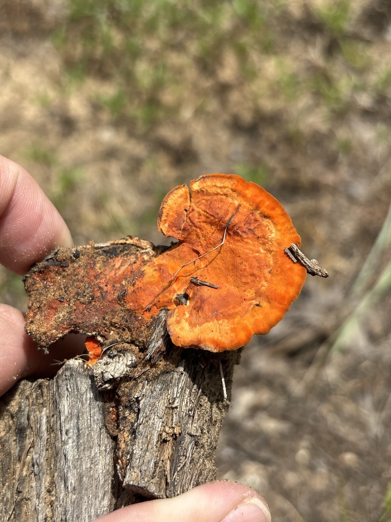Cinnabar Bracket · July 2026 · photo: Photo: (c) Sam Kieschnick, some rights reserved (CC BY) · iNaturalist