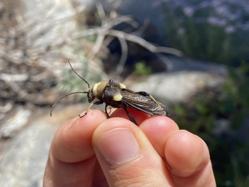 iNaturalist observation photo of Lion Beetle