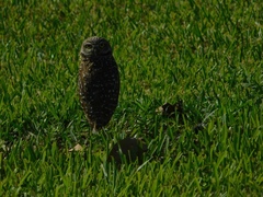 Athene cunicularia floridana