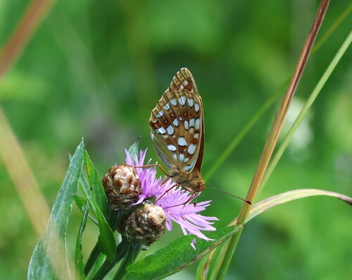 High Brown Fritillary