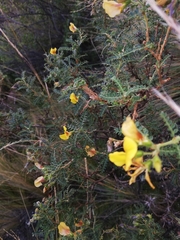 Adesmia miraflorensis