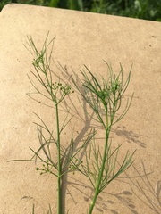 Cyclospermum