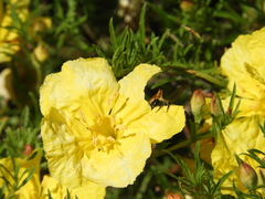 Megachile montivaga