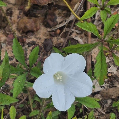 Distimake cissoides observed 2026-07-14