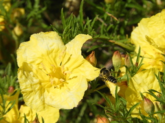 Megachile montivaga