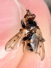 Myopa vicaria