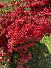 Rhododendron simsii