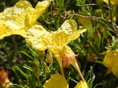Megachile montivaga
