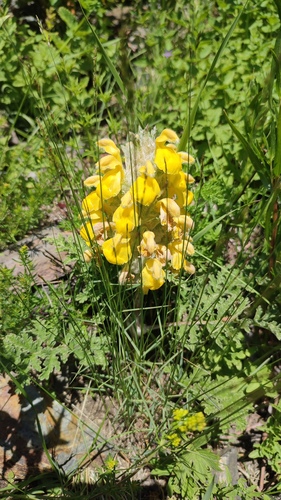 Phlomoides speciosa