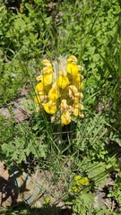 Phlomoides speciosa