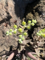 Dudleya verityi
