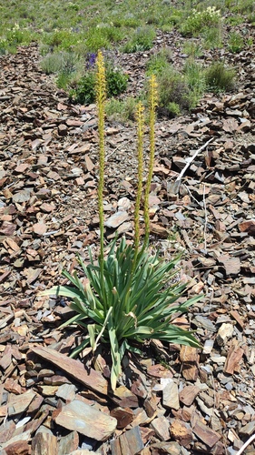 Eremurus fuscus