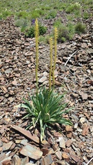 Eremurus fuscus