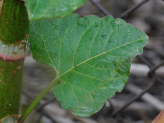 Reynoutria japonica