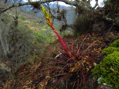Tillandsia rodrigueziana