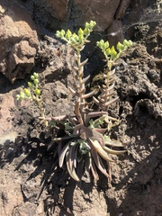 Dudleya verityi