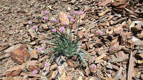 Allium carolinianum