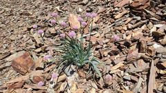 Allium carolinianum