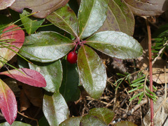 Gaultheria procumbens image