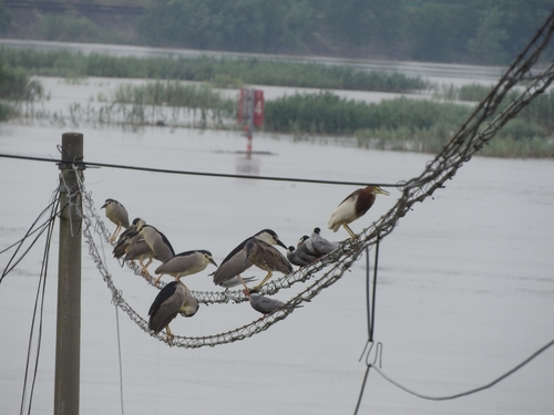 Chinese Pond-Heron