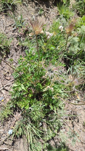 Pulsatilla campanella, photograph 1