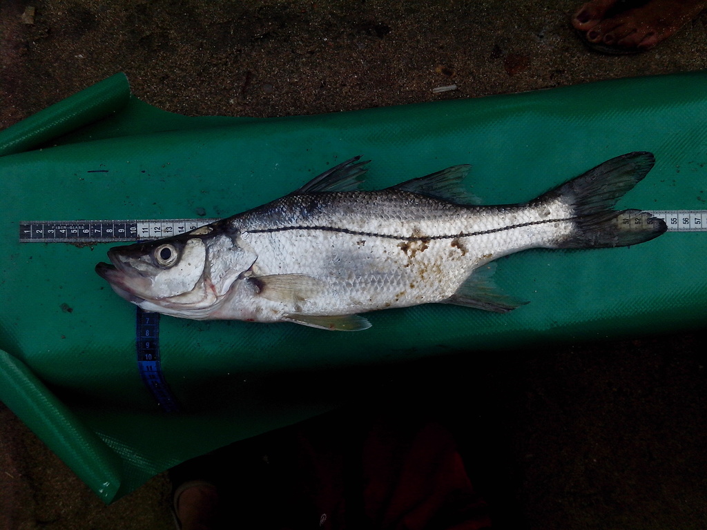 Zwarte snoek (Centropomus nigrescens) — Centropomidae