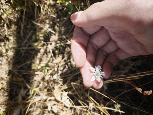 Nigella gallica