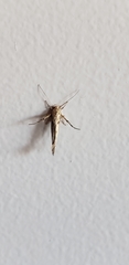 Stathmopoda plumbiflua