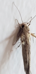 Stathmopoda plumbiflua