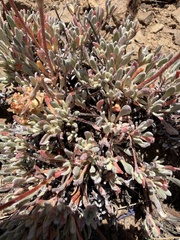 Eriogonum douglasii, photograph (c) James H. Thomas, some rights reserved (CC BY)