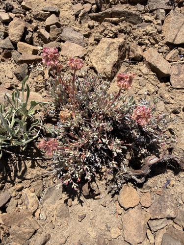 Eriogonum douglasii, photograph 1