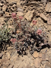 Eriogonum douglasii