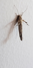 Stathmopoda plumbiflua
