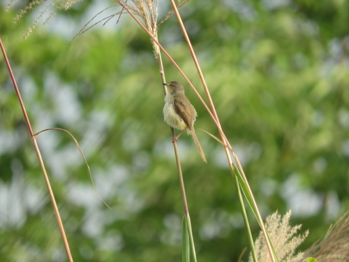 Plain Prinia