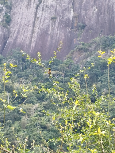 Campo Troupial