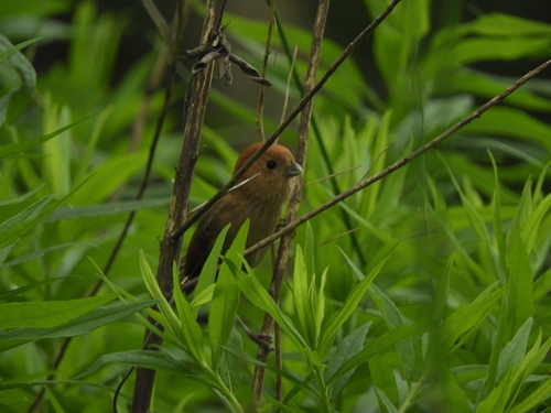 Vinous-throated Parrotbill